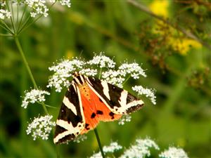 Calimorpha quadripunctaria na lokalite